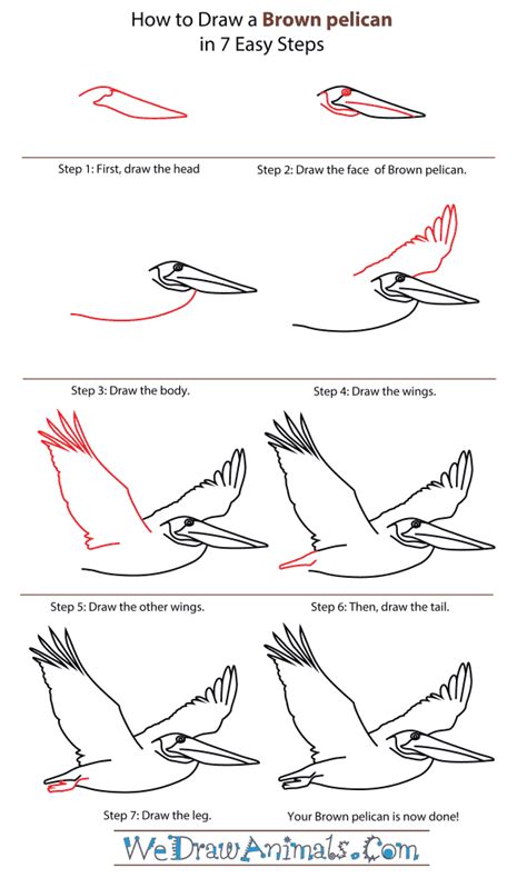 How to Draw a Brown Pelican