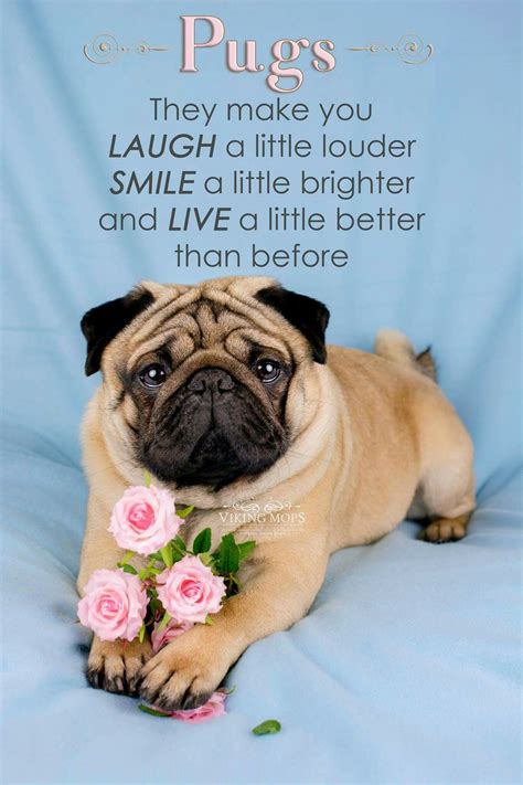 Pin by Lydia Stelmar on Pug Love | Pug quotes, Pugs funny, Cute pugs