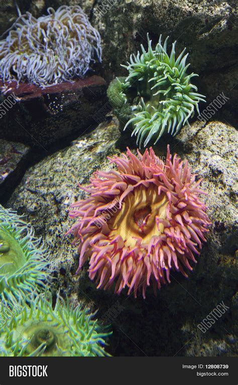 Sea Anemone Aquarium Image & Photo (Free Trial) | Bigstock