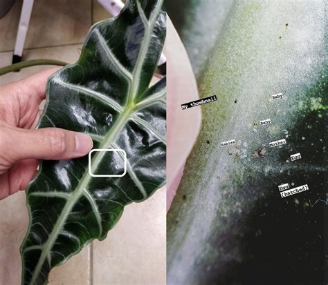Spider Mites – House Plant Journal