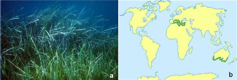 The seagrass Posidonia oceanica (a) and the disjunct range of the genus... | Download Scientific ...