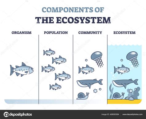 Components of ecosystem as organism, population and community outline diagram Stock Vector by ...