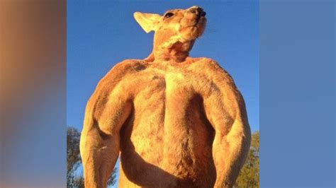 Roger, the ripped kangaroo and 'true icon,' has died — CNN | Animals information, Kangaroo ...