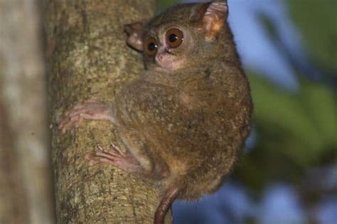 Tarsier Animal Facts | Tarsius | AZ Animals