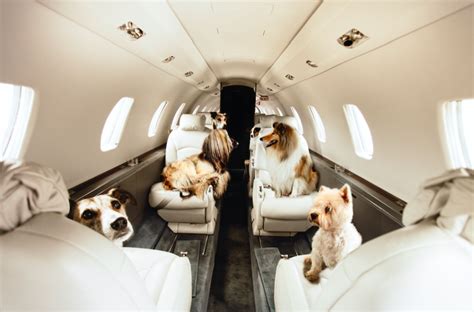 What Does It Cost To Fly Your Pet On A Private Jet?