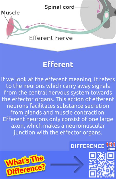 Afferent vs. Efferent: 6 Key Differences, Pros & Cons, Similarities ...