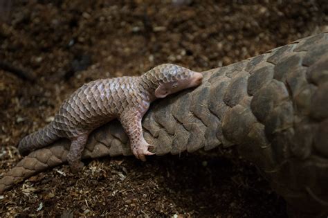 Taking Pangolin off the Menu. Without the tireless efforts of local… | by bioGraphic ...