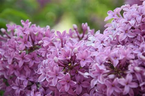 15 Great Flowering Shrubs for Your Landscape