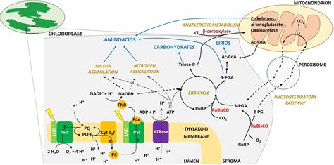 Frontiers | Toward Enhanced Fixation of CO2 in Aquatic Biomass: Focus on Microalgae