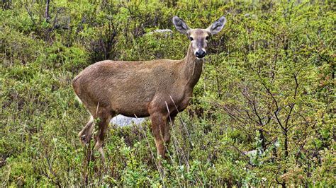 What is the national animal of Chile? | Say Hueque