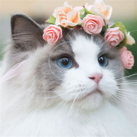 ainawgsd: “Cats With Flower Crowns ” | Cats, Pretty cats, Cute animals