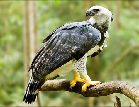 Harpy Eagle: National Bird of Panama | Interesting facts about Harpy Eagle