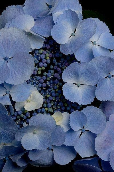 1174 best Periwinkle Blue ★¨¨˜"ª★ images on Pinterest