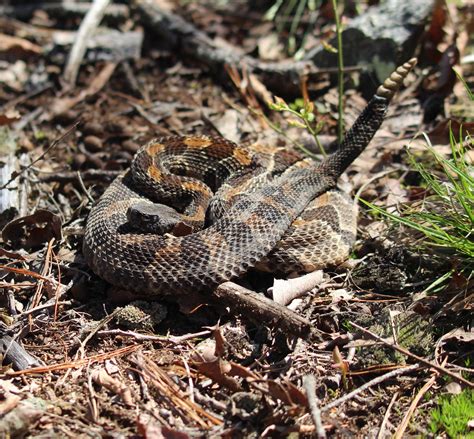 Black phase timber rattlesnake (Crotalus horridus); Massachusetts [4/25/19] : r/snakes