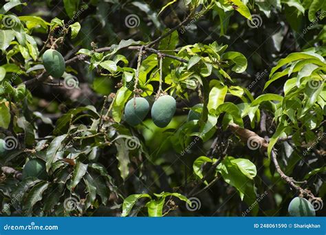 Mango Tree with Raw Mangoes in the Garden of Central India Stock Photo ...