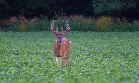 Food Plots – Missouri Hunting