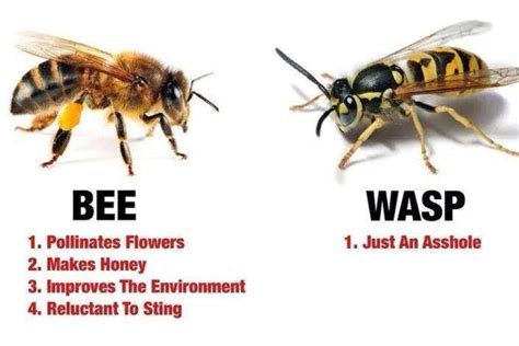 Bee vs Wasp | Memes quotes, Clever quotes, Silly jokes