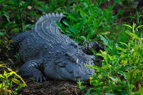 Siamese crocodile (Crocodylus siamensis)