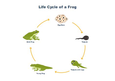 Frog Life Cycle | Free Frog Life Cycle Templates