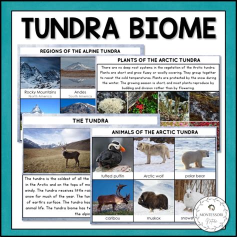 The Tundra Biome - Nature Curriculum in Cards - Montessori