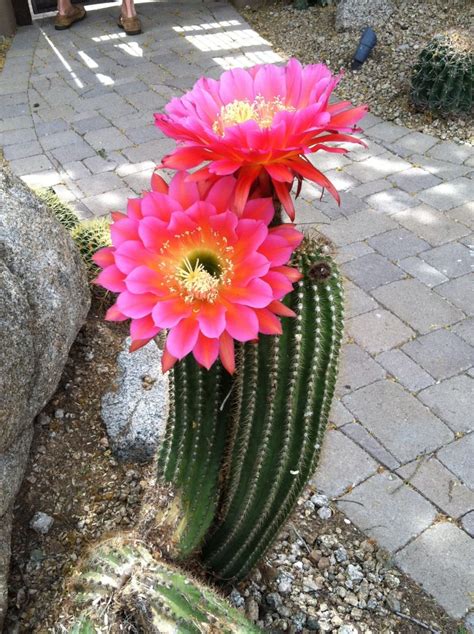 Top 35 Most Beautiful Cactus Flowers To Grow | Engineering Discoveries