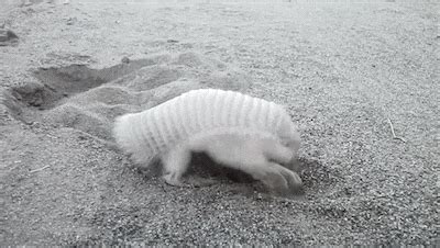 Armadillo GIF - Find & Share on GIPHY