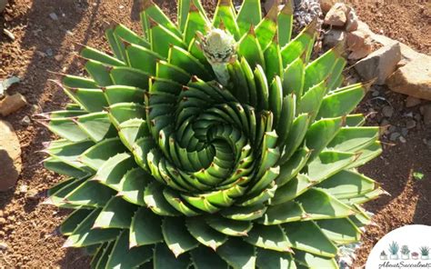 Aloe Polyphylla - Spiral Aloe - Grow, Care and Propagate - About Succulents