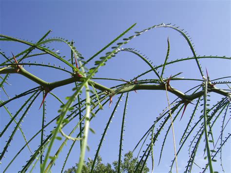 Thorny Plant Free Stock Photo - Public Domain Pictures