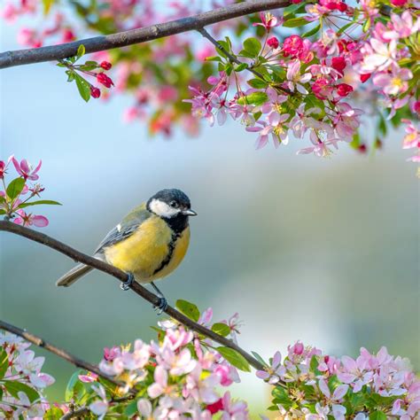 Spring Flowers And Birds