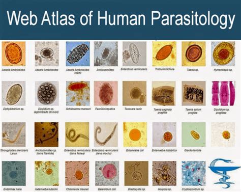 web atlas human parasitology | Brenda Eastwood's Total Health Resource ...