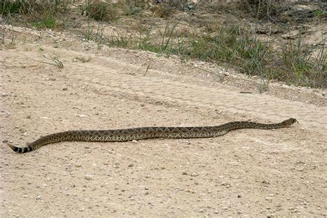 Summer sunshine brings snakes to surface - Texas Farm Bureau