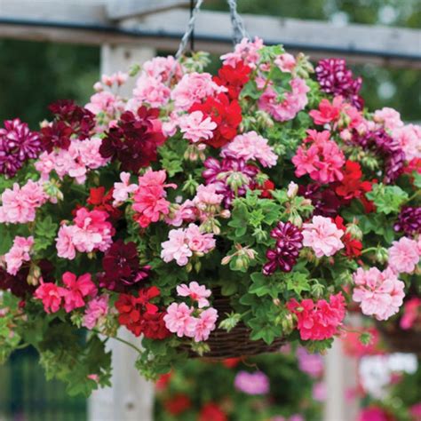 Trailing Geranium for hanging baskets. in 2024 | Plants for hanging ...