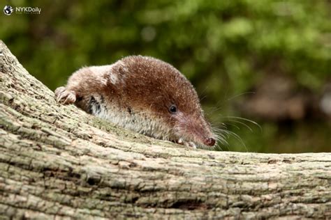 Common Shrew Facts: Appearance Habitat, Evolution and Breeding - NYK Daily