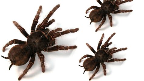 Tarantula migration expected to crawl through Colorado | FOX21 News Colorado