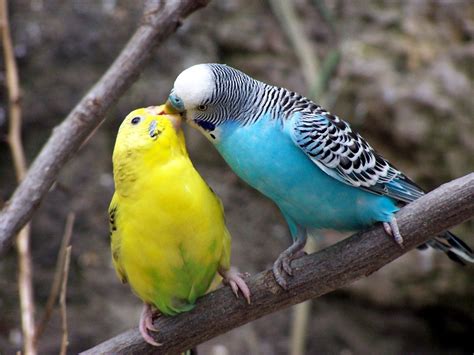 Bird Kisses, photo file, #1534586 - FreeImages.com