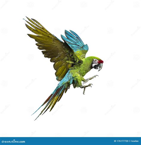 Military Macaw, Ara Militaris, Flying, Isolated Stock Photo - Image of vertebrate, away: 176177720