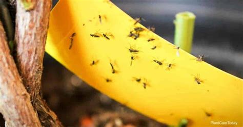 How To Get Rid of Flies in Potted Plants