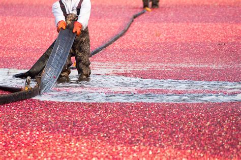 The Cranberry Harvest (And Where to Buy Sustainably Farmed Cranberries ...