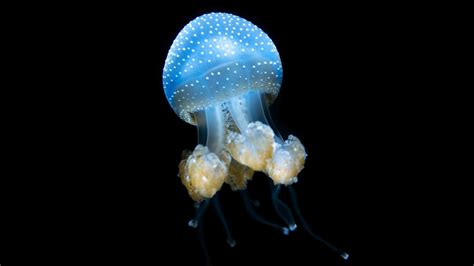 Jellyfish: Underwater Wonders - Australia Post