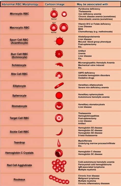 Variations in Red Blood Cell Morphology : Size, Shape, Color and Inclusion Bodies ...