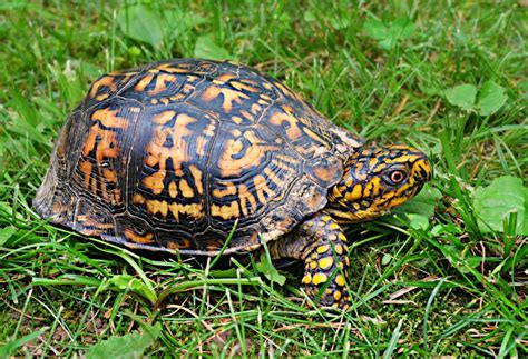 Do Turtles Make Good Pets? | ReptiFiles