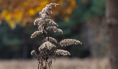 Goldenrod Seeds Autumn - Free photo on Pixabay