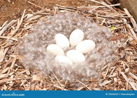 Nest of Unhatched Canadian Geese Eggs. Stock Photo - Image of geese, nourishment: 78536252