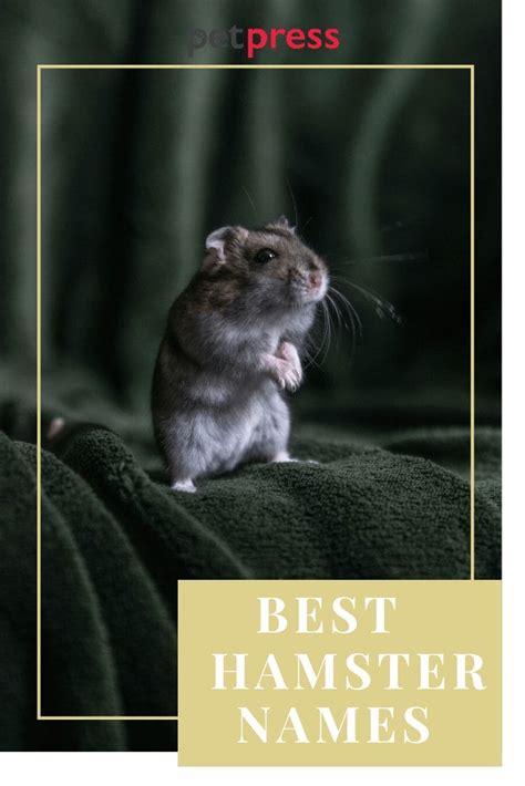 Hamster Names - 500+ Great Ideas For Naming Your Pet Hamster - PetPress