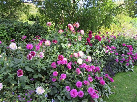 Dahlia Days - Pashley Manor Gardens