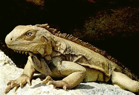 Free picture: lizard, vertebrate, camouflage, animal, nature, wildlife, reptile, iguana