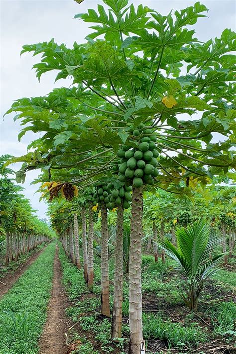 Our papaya fields - Brooks Tropicals in 2023 | Fruit trees backyard ...