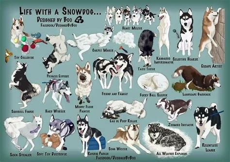 Pin by Brooke on Animals | Siberian husky, Dog sledding, Snow dogs