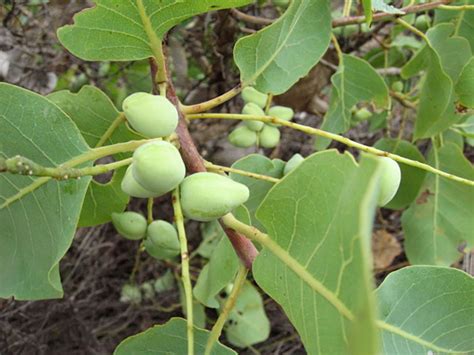 Terminalia ferdinandiana (Kakadu plum/Billy goat plum) — Territory ...