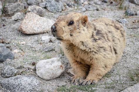 Himalayan marmot Free Stock Photos, Images, and Pictures of Himalayan ...